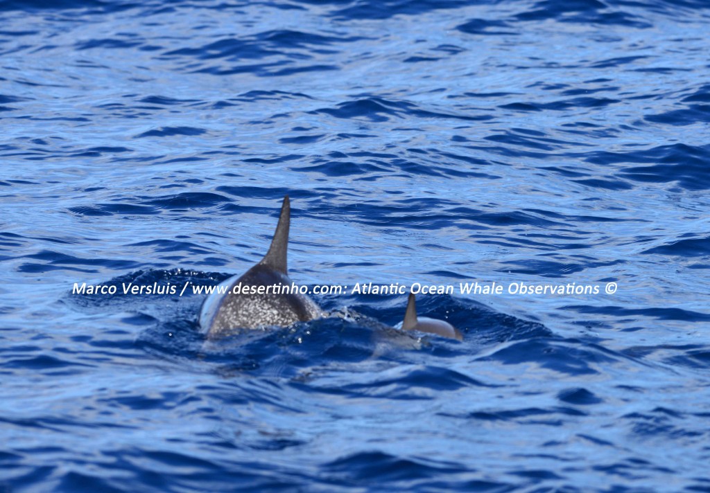 Desertinho Atlantic whale observations: Spotted dolphins