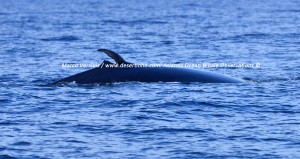 Bryde's whale, Bryde's walvis