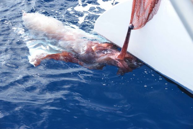 Desertinho Atlantic Whale observations - Giant squid