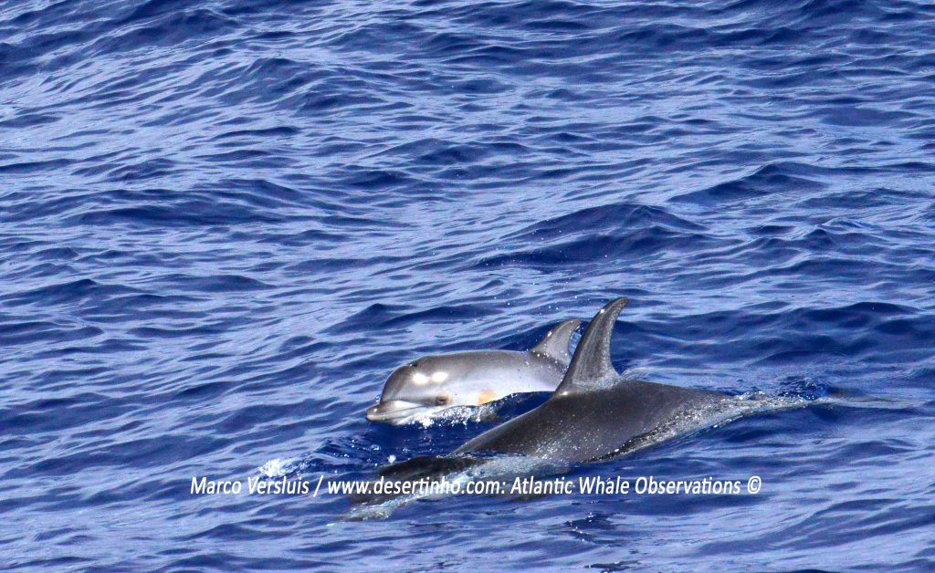Desertinho Atlantic whale observations: Atlantic spotted dolphins