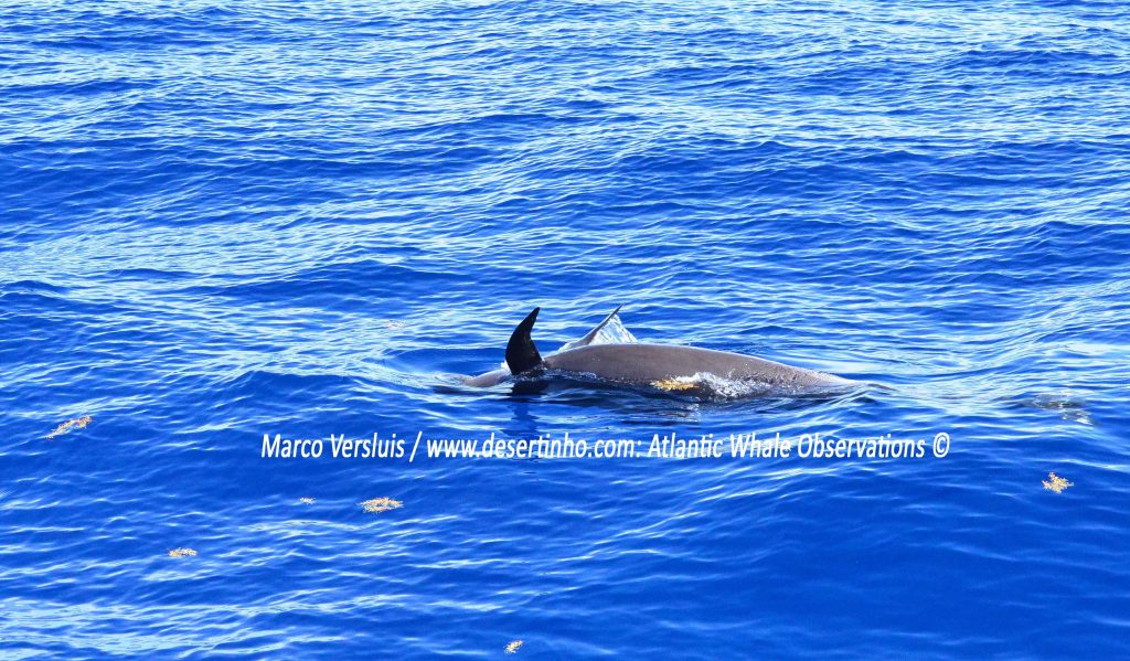 Desertinho Atlantic whale observations: Short finned pilot whale