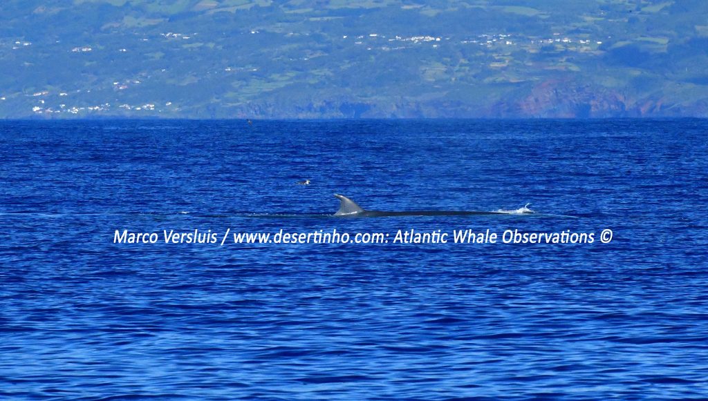 Desertinho Atlantic whale observations: Bryde's whale