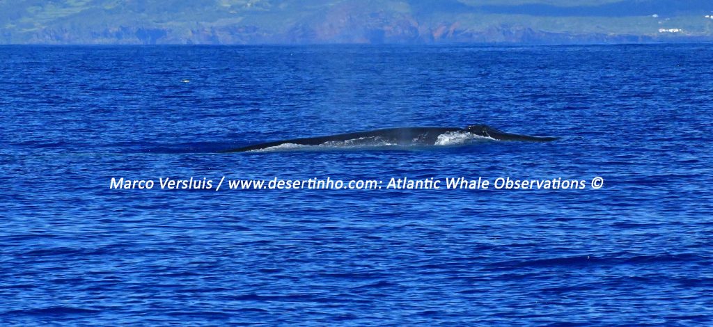 Desertinho Atlantic whale observations: Bryde's whale