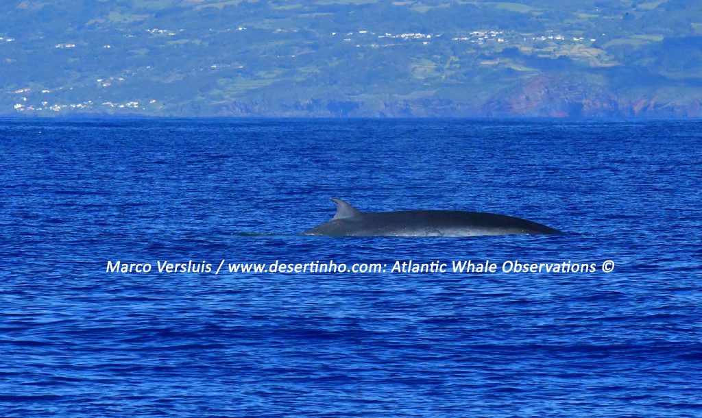 Desertinho Atlantic whale observations: Bryde's whale