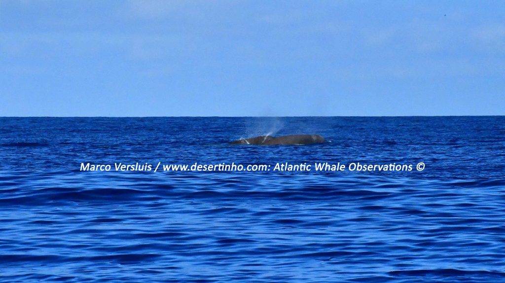 Desertinho Atlantic whale observations: Northern bottlenose whales