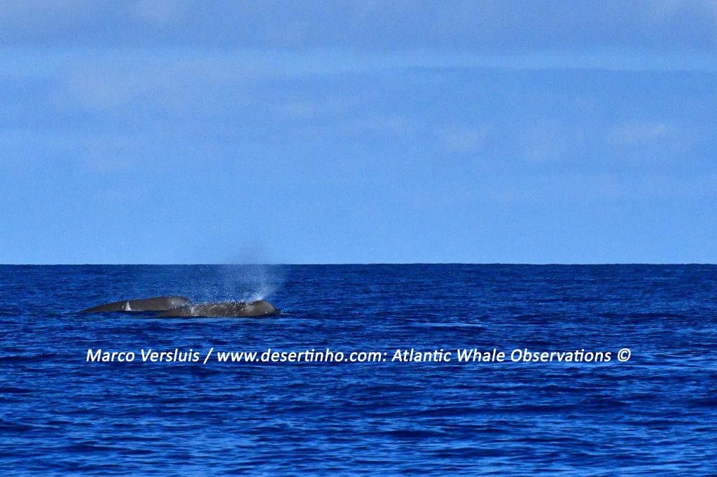 Desertinho Atlantic whale observations: Northern bottlenose whales