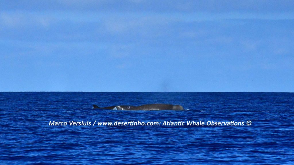 Desertinho Atlantic whale observations: Northern bottlenose whale pod