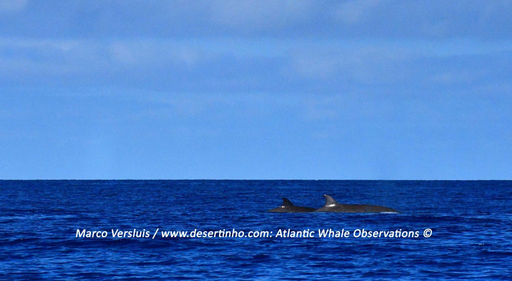 Desertinho Atlantic whale observations: Northern bottlenose whale pod