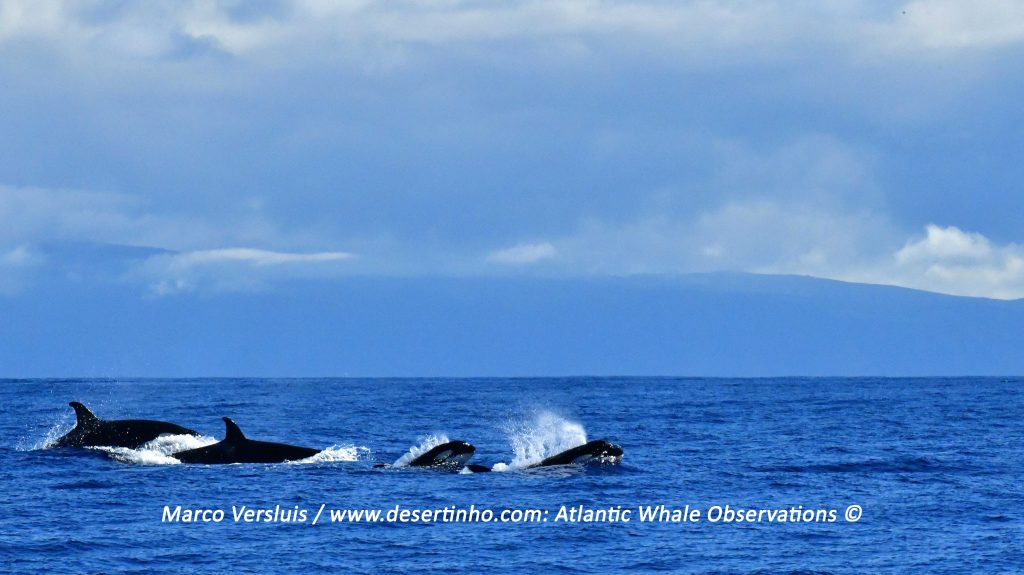 Desertinho Atlantic whale observations: Orca Pod