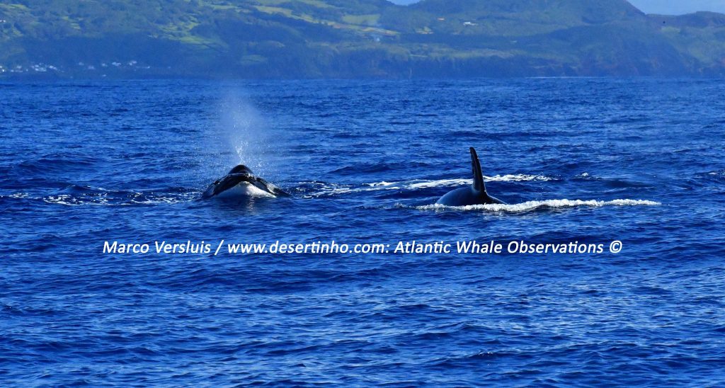 Desertinho Atlantic whale observations: Orca mother and calf