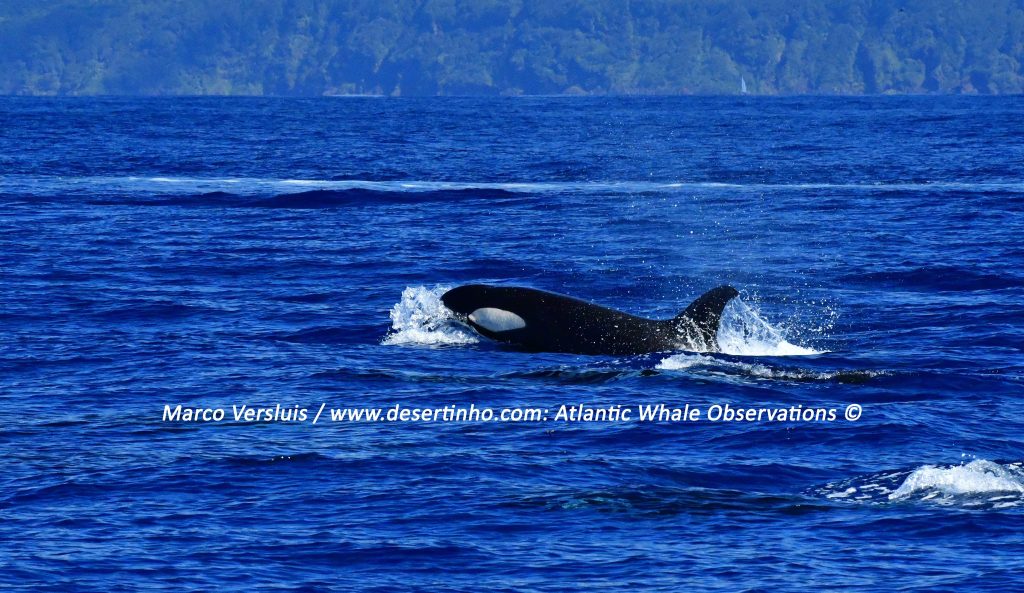 Desertinho Atlantic whale observations: Orca