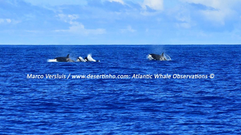 Desertinho Atlantic whale observations: Orca pod