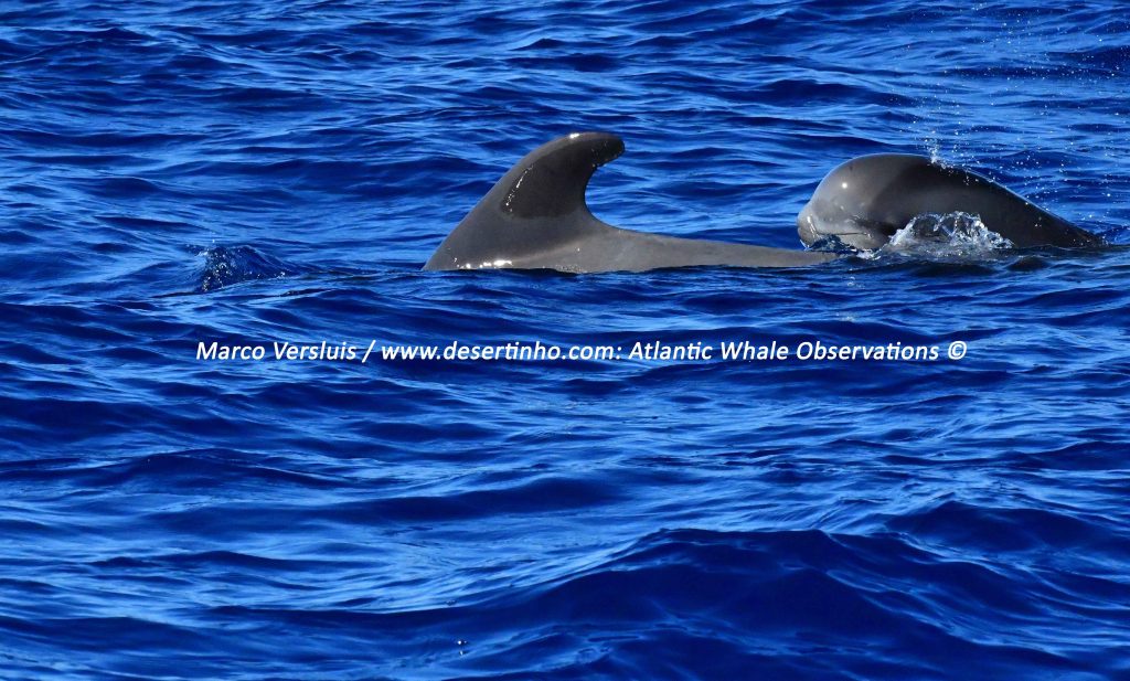 Desertinho Atlantic whale observations: Short finned Pilot whale calf