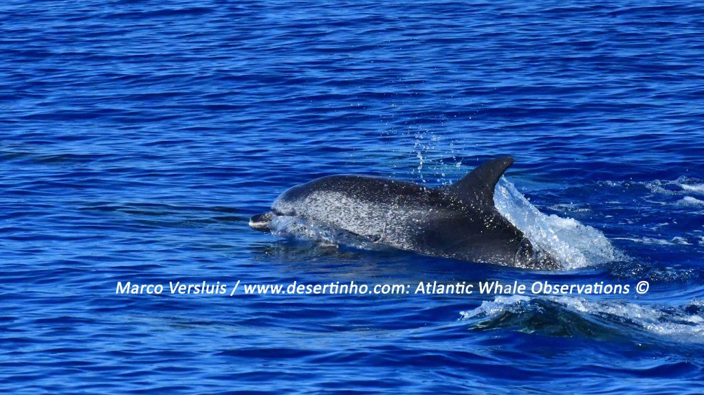 Desertinho Atlantic whale observations: Spotted dolphin