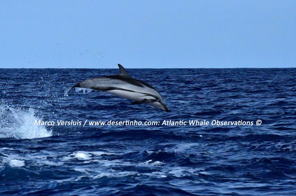 Desertinho Atlantic whale observations: Striped dolphin