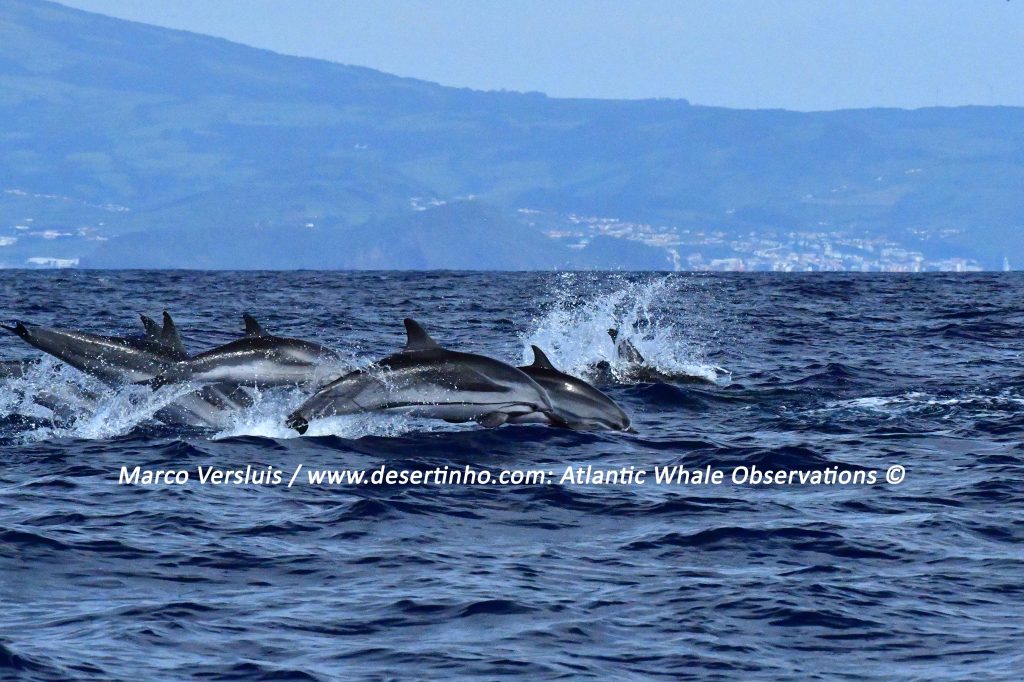 Desertinho Atlantic whale observations: Striped dolphins